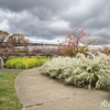 西郷川公園 河津桜 その４