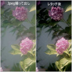 ジャンクレンズで撮った季節の花その１