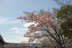 灘浜公園の河津桜ー２