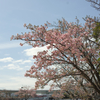 灘浜公園の河津桜ー２