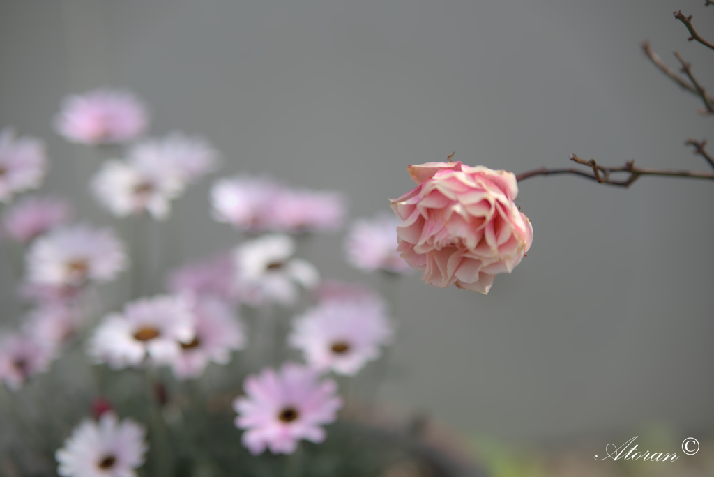 わが街を彩る花たちー４