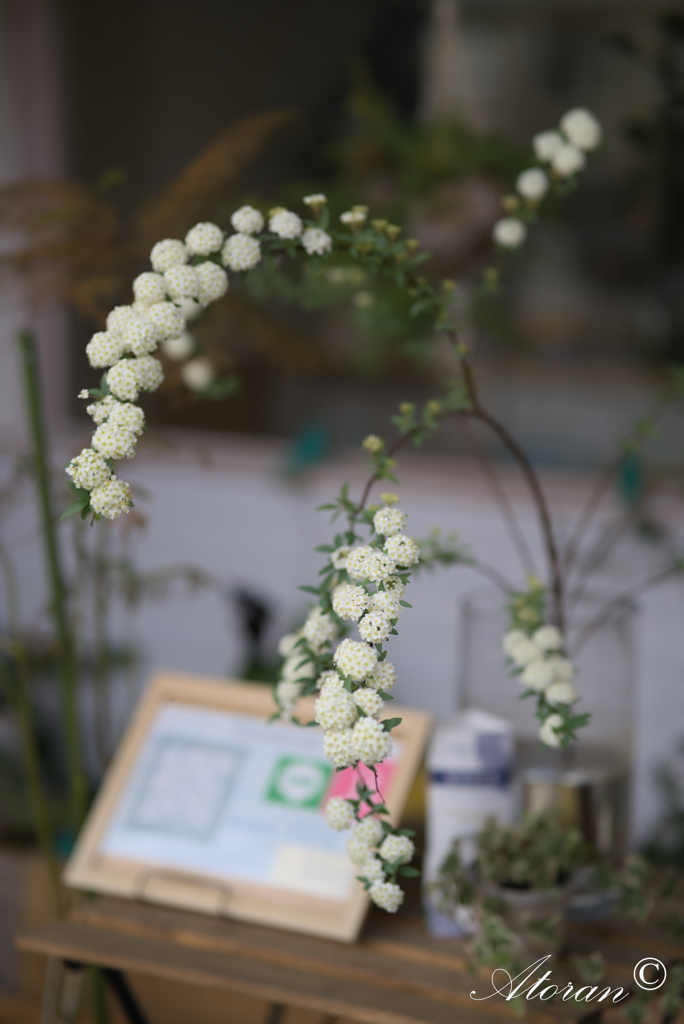 わが街を彩る花たちー１