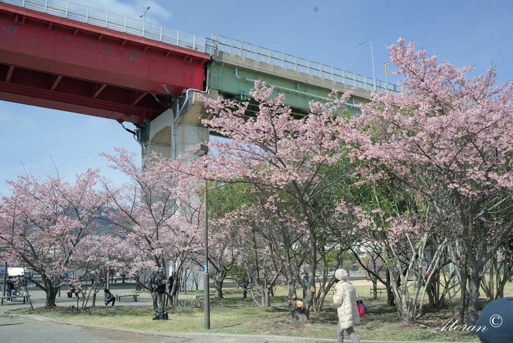 灘浜公園の河津桜ー６