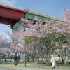 灘浜公園の河津桜ー６