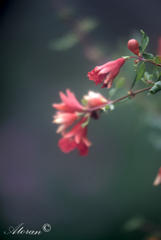 ザクロの花ー２