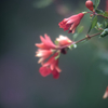 ザクロの花ー２