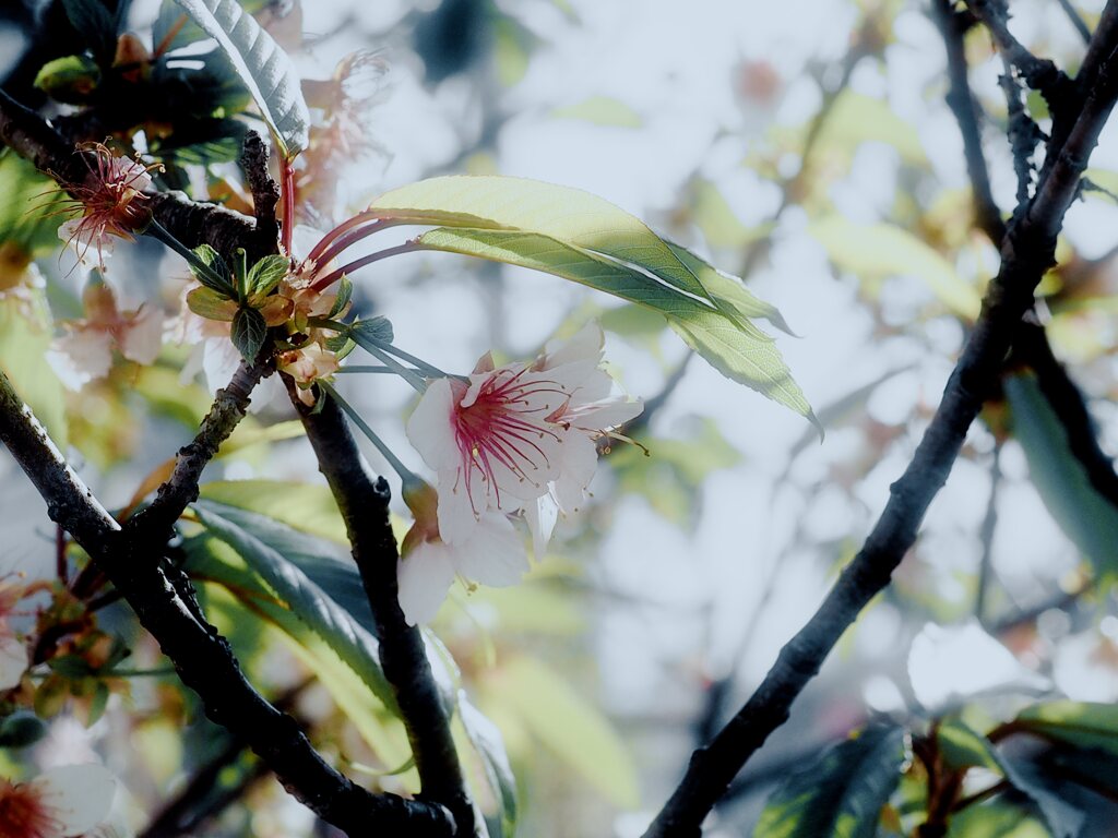 冬空の街を彩る花たち:師走に咲く桜？その②