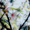 冬空の街を彩る花たち:師走に咲く桜？その②
