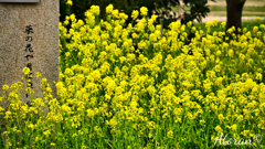 灘浜公園 菜の花 その1