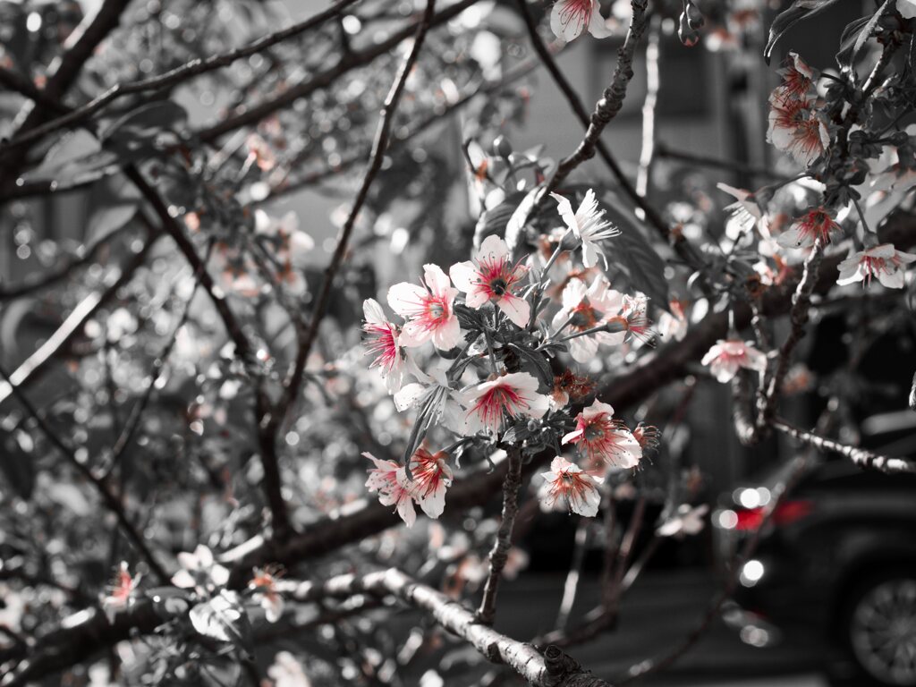 冬空の街を彩る花たち:師走に咲く桜？その①