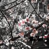 冬空の街を彩る花たち:師走に咲く桜？その①