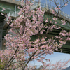 灘浜公園の河津桜ー３