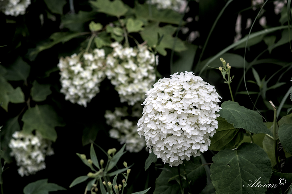 紫陽花ー2