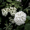 紫陽花ー2