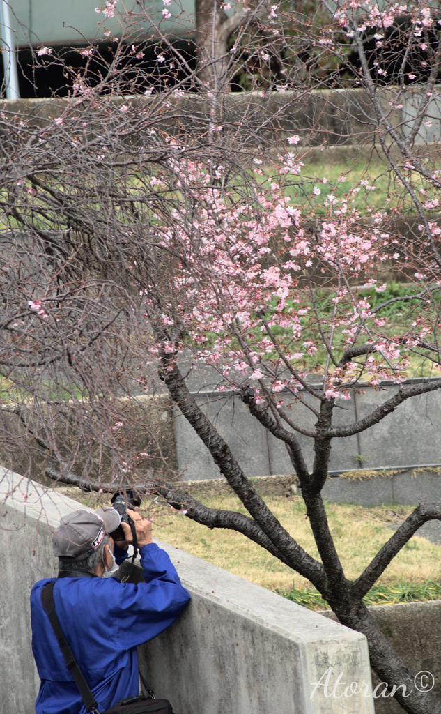 西郷川公園 河津桜 その６