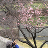 西郷川公園 河津桜 その６