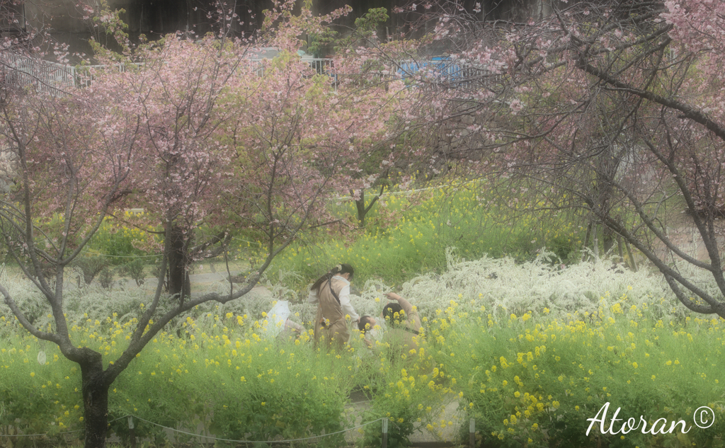 西郷川公園 河津桜 その５