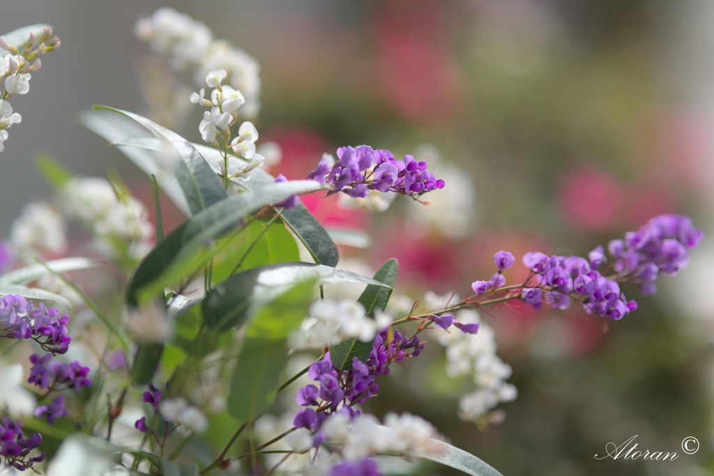 わが街を彩る花たちー３