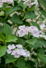 紫陽花ｰ1