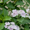 紫陽花ｰ1