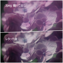 ジャンクレンズで撮った季節の花その４