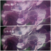 ジャンクレンズで撮った季節の花その４