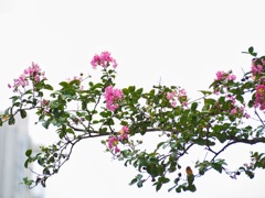 桃色のサルスベリの花６