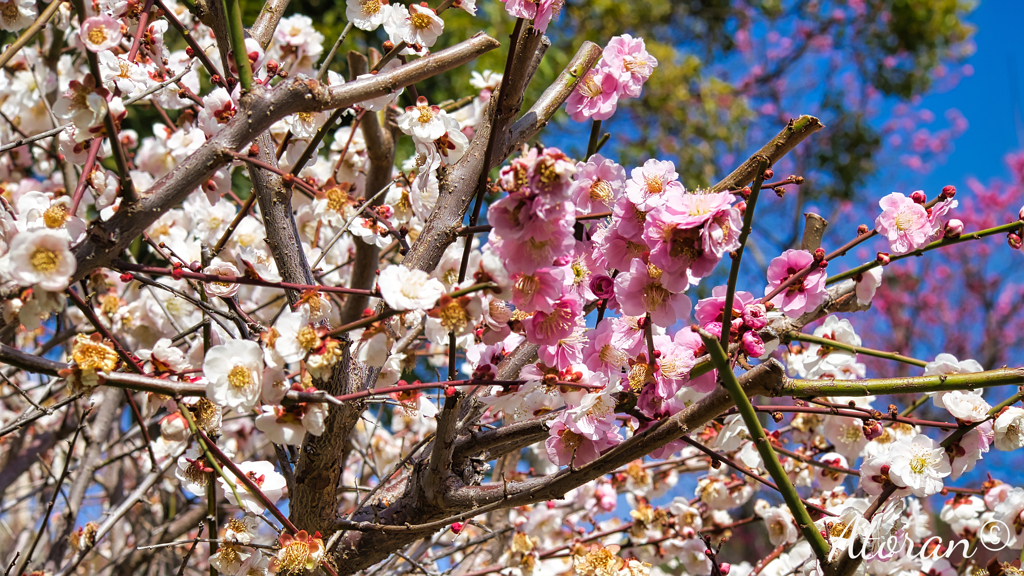 岡本梅林公園その１