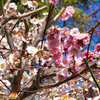 岡本梅林公園その１