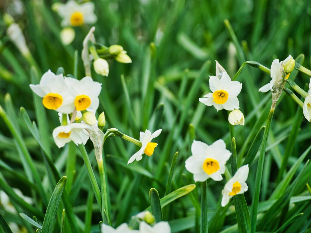 冬空の街を彩る花たち:水仙 その①