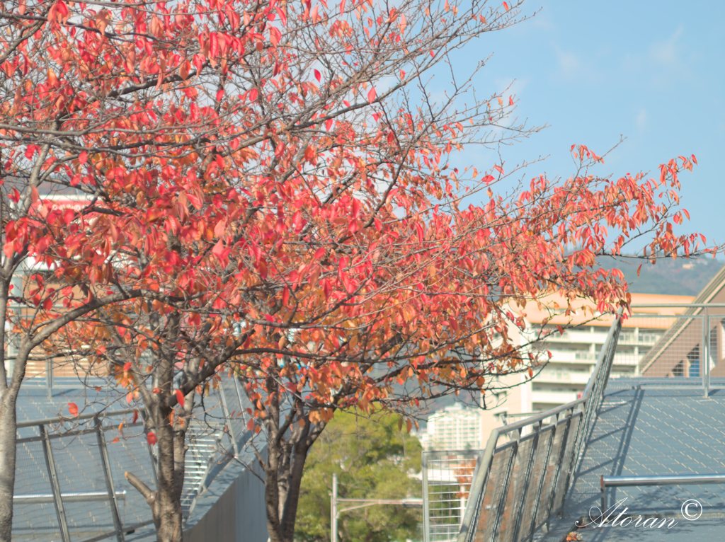 紅葉した桜、いつも公にて。その2