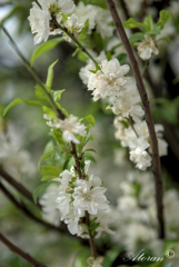 庭桜 （ ニワザクラ ）