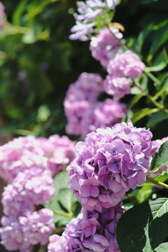 紫陽花