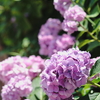 紫陽花