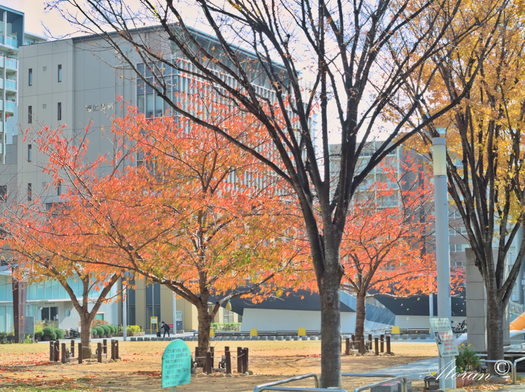 紅葉した桜、いつもの公園にて。その1