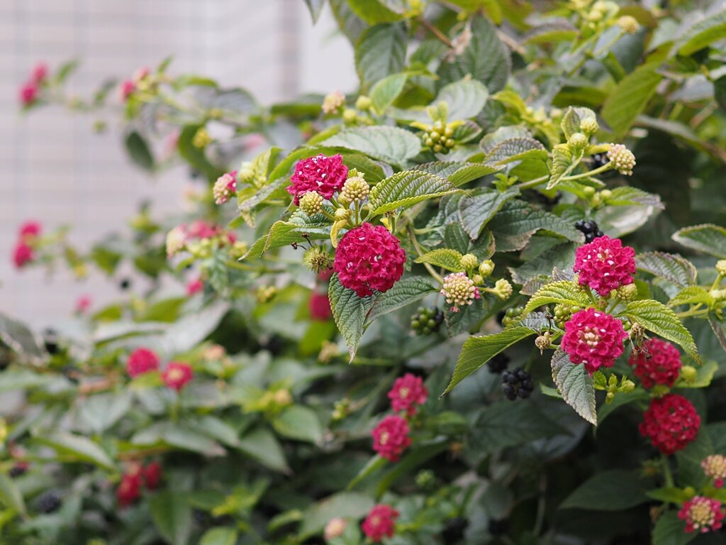 冬空の街を彩る花たち:ランタナ