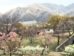 西郷川公園 河津桜 その19