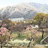 西郷川公園 河津桜 その19