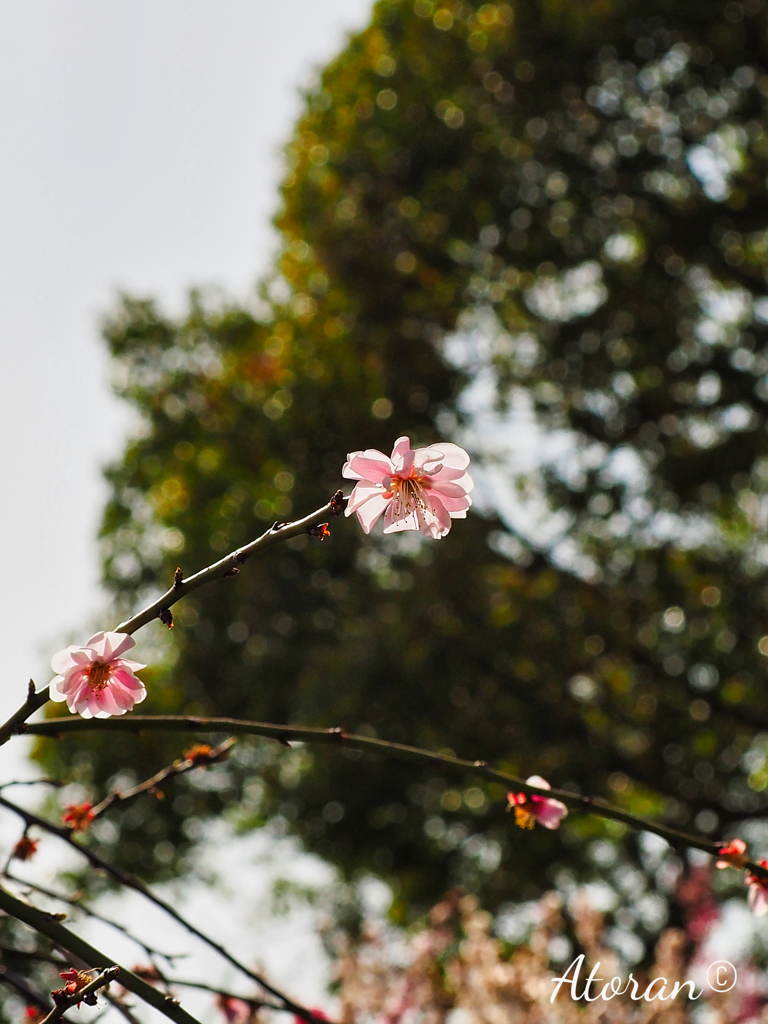 岡本梅林公園その12