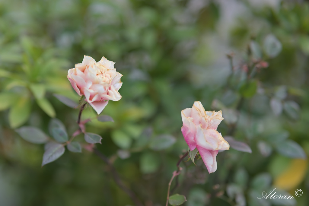 わが街を彩る花たちー５