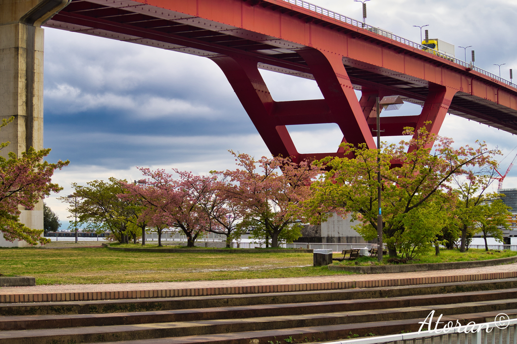 灘浜公園 河津桜その２