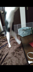 取り乱しております