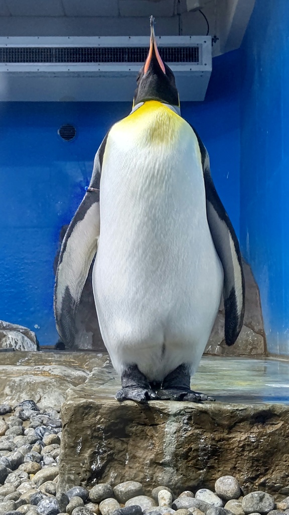 でん！