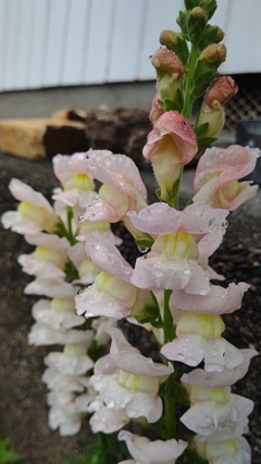 お隣のお家の前