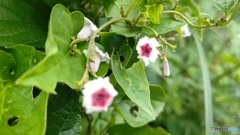 何の花