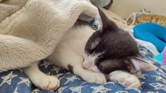 あーかわいい