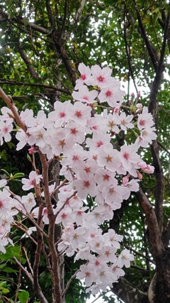 これは桜