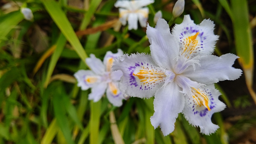 white_flower