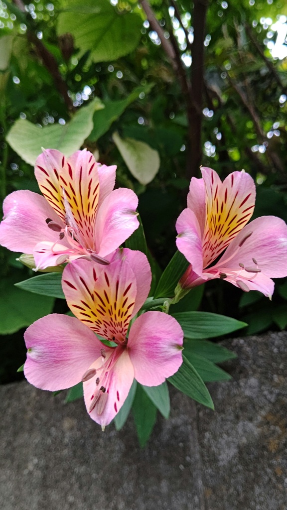抜糸