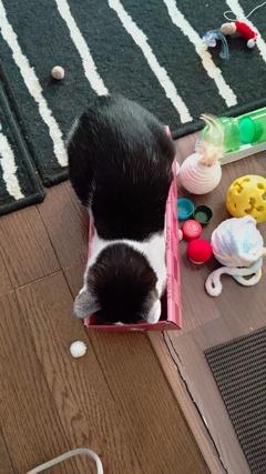 なんとなく箱入り娘